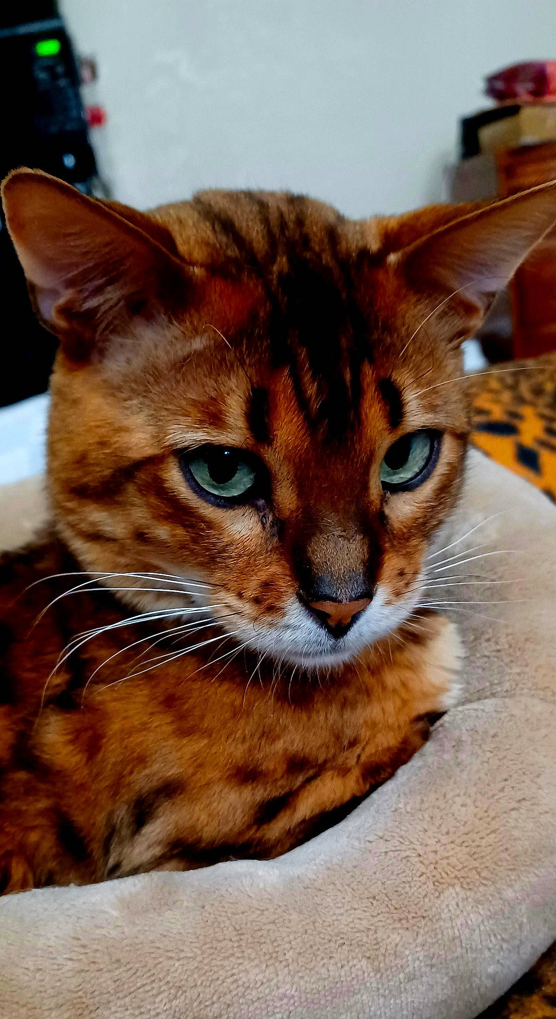 Cheeto is registered to the contest to win money with this photo: carnivore, cat, comfort, domestic_short_haired_cat, eye, fawn, felidae, fur, sitting, small_to_medium_sized_cats, snout, terrestrial_animal, whiskers, wildlife