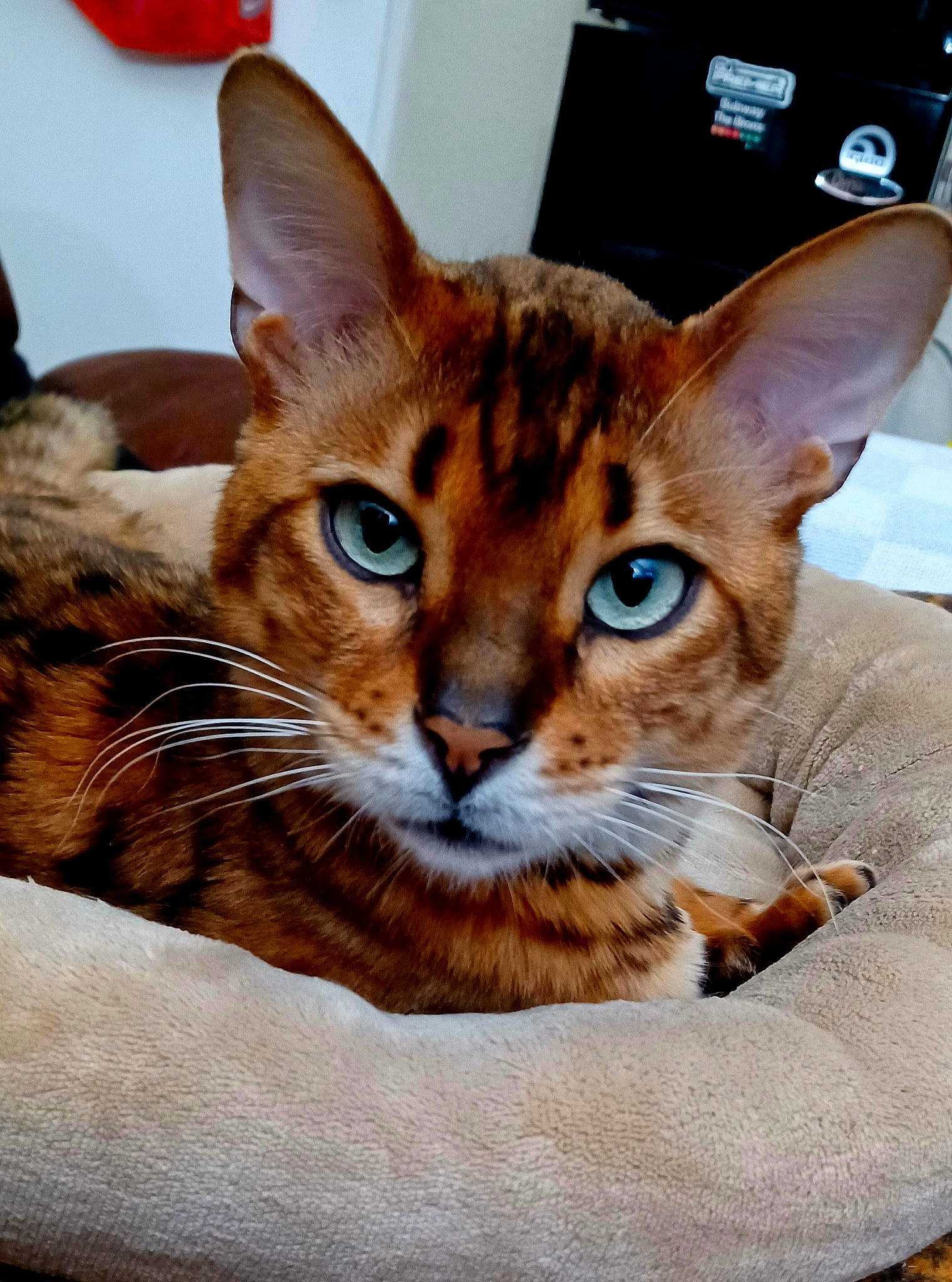 Cheeto is registered to the contest to win money with this photo: carnivore, cat, cat_supply, comfort, domestic_short_haired_cat, fawn, felidae, fur, home_appliance, sitting, small_to_medium_sized_cats, snout, television, terrestrial_animal, whiskers, wildlife