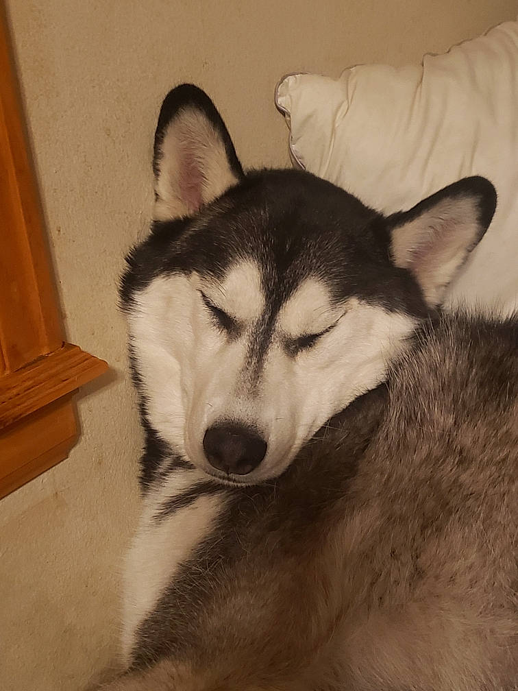 Mary Jane joined the competition — help win amazing prizes! canidae, canis, carnivore, dog, dog_breed, fur, jaw, non_sporting_group, sled_dog, snout, sporting_group, terrestrial_animal, whiskers, wolf, working_animal, working_dog