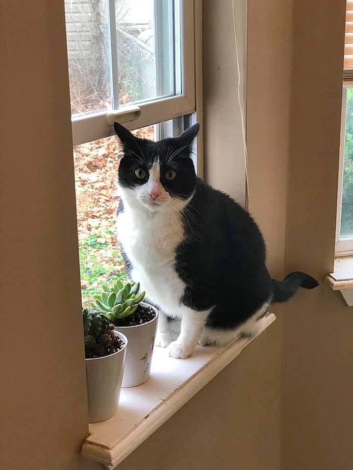 Tennessee joined the competition — help win amazing prizes! black_and_white, carnivore, cat, domestic_short_haired_cat, european_shorthair, felidae, fur, interior_design, kitten, plant, polydactyl_cat, room, small_to_medium_sized_cats, tail, whiskers, window