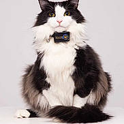 Nelson is registered to the contest to win money with this photo: cat, fluffy, black_and_white, portrait, collar, yellow_eyes, sitting, feline, pet, animal, fur, whiskers, indoor, studio, looking_at_camera, cute, domestic_cat, close_up, calm, white_background