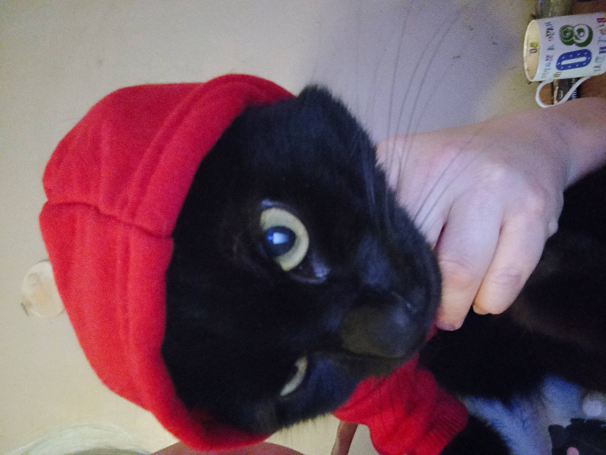 Wisper joined the competition — help win amazing prizes! black_cat, cap, carnivore, cat, comfort, ear, electric_blue, eye, fashion_accessory, felidae, finger, fur, gesture, plush, small_to_medium_sized_cats, snout, stuffed_toy, thumb, toy, whiskers