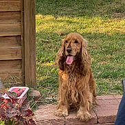 Lypton participe au concours pour gagner de l'argent avec cette photo : backyard, brick_paving, canine, cocker_spaniel, dog, fluffy, garden, golden_dog, grass, happy, long_ears, outdoor, pet, photography, plants, portrait, sitting, sunlight, tongue_out, wooden_fence
