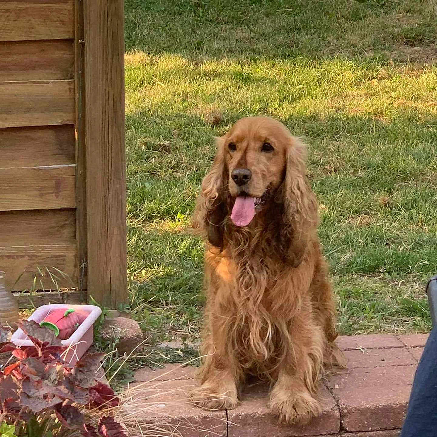 Lypton participe au concours pour gagner de l'argent avec cette photo : backyard, brick_paving, canine, cocker_spaniel, dog, fluffy, garden, golden_dog, grass, happy, long_ears, outdoor, pet, photography, plants, portrait, sitting, sunlight, tongue_out, wooden_fence