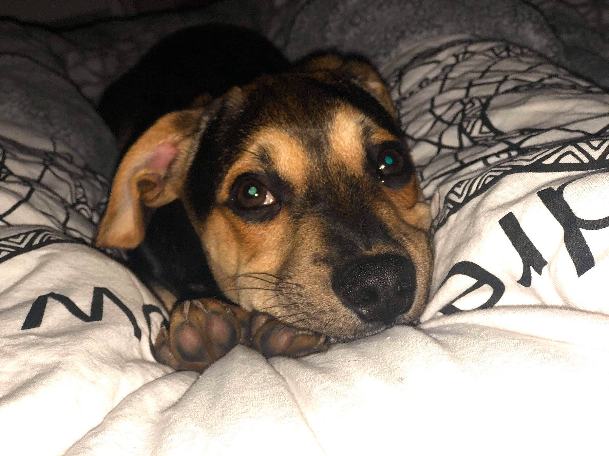 Pilou a rejoint le concours — aidez-le/la à gagner de superbes lots ! bed, brown, canidae, carnivore, comfort, companion_dog, couch, dog, dog_breed, dog_supply, fawn, linens, pet_supply, puppy, snout, vertebrate, whiskers, working_animal, working_dog