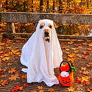 Pilou participe au concours pour gagner de l'argent avec cette photo : dog, ghost_costume, halloween, autumn, fall_leaves, park, pond, reflection, bench, outdoor, pet, costume, white_sheet, orange_bucket, treat_bucket, portrait, sitting, dramatic, seasonal, nature