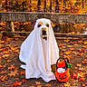 dog, ghost_costume, halloween, autumn, fall_leaves, park, pond, reflection, bench, outdoor, pet, costume, white_sheet, orange_bucket, treat_bucket, portrait, sitting, dramatic, seasonal, nature