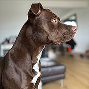 Bulma participe au concours pour gagner de l'argent avec cette photo : animal, bright, canine, chocolate_brown, companion, couch, dog, domestic, floor, focused, furniture, indoor, living_room, natural_light, pet, short_hair, side_profile, sitting, toy, white_patch