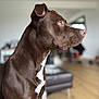 animal, bright, canine, chocolate_brown, companion, couch, dog, domestic, floor, focused, furniture, indoor, living_room, natural_light, pet, short_hair, side_profile, sitting, toy, white_patch