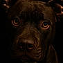Bulma participe au concours pour gagner de l'argent avec cette photo : amber_eyes, animal, black_background, brown, canine, close_up, dog, ears, expression, face, fur, looking_at_camera, muzzle, pet, portrait, snout, studio, water_droplets, wet, whiskers