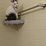 Gigi is registered to the contest to win money with this photo: animal, bathroom, black_markings, blue_collar, cat, collar, corner, curious, domestic_cat, feline, fluffy_tail, indoor, looking_away, perched, pet, shelf, small_shelf, tiled_wall, wall_mount, white_cat
