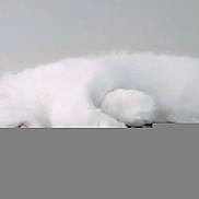 Gigi joined the competition — help win amazing prizes! animal, cat, cozy, cute, domestic_animal, feline, fluffy, fur, indoor, lying_down, mammal, peaceful, pet, relaxed, resting, sleep, sleeping, soft, whiskers, white_cat