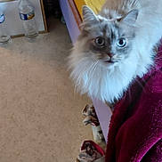 Neige a rejoint le concours — aidez-le/la à gagner de superbes lots ! cat, fluffy_cat, bed, bedding, blanket, slippers, floor, water_bottle, shelf, indoor, curious, pet, feline, fur, blue_eyes, room, household, cozy, colorful, domestic