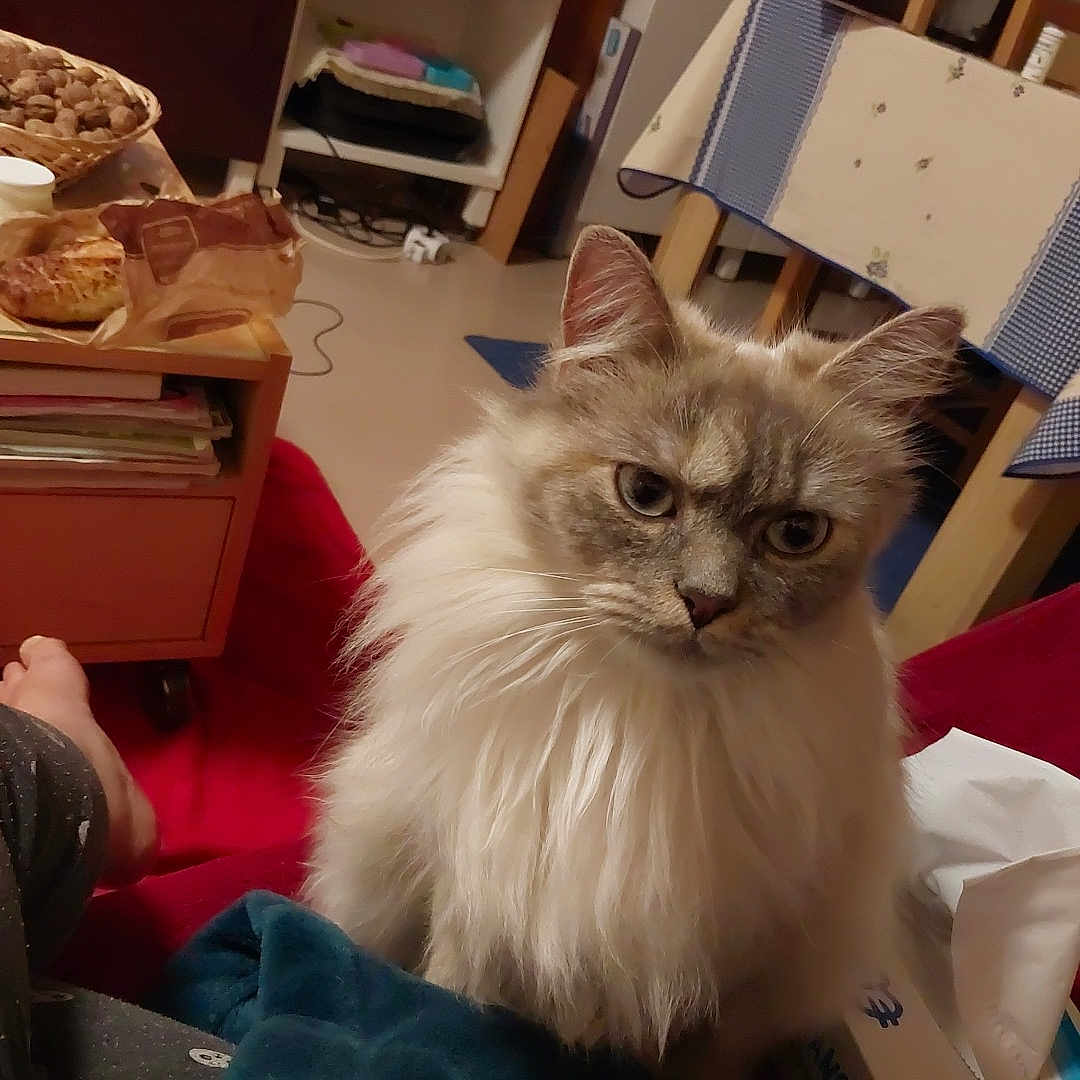 Neige participe au concours pour gagner de l'argent avec cette photo : animal, basket, blanket, cat, chair, close_up, cozy, domestic_cat, floor, fluffy, fur, furniture, household, indoor, living_room, long_hair, nuts, pet, table, tissue_box