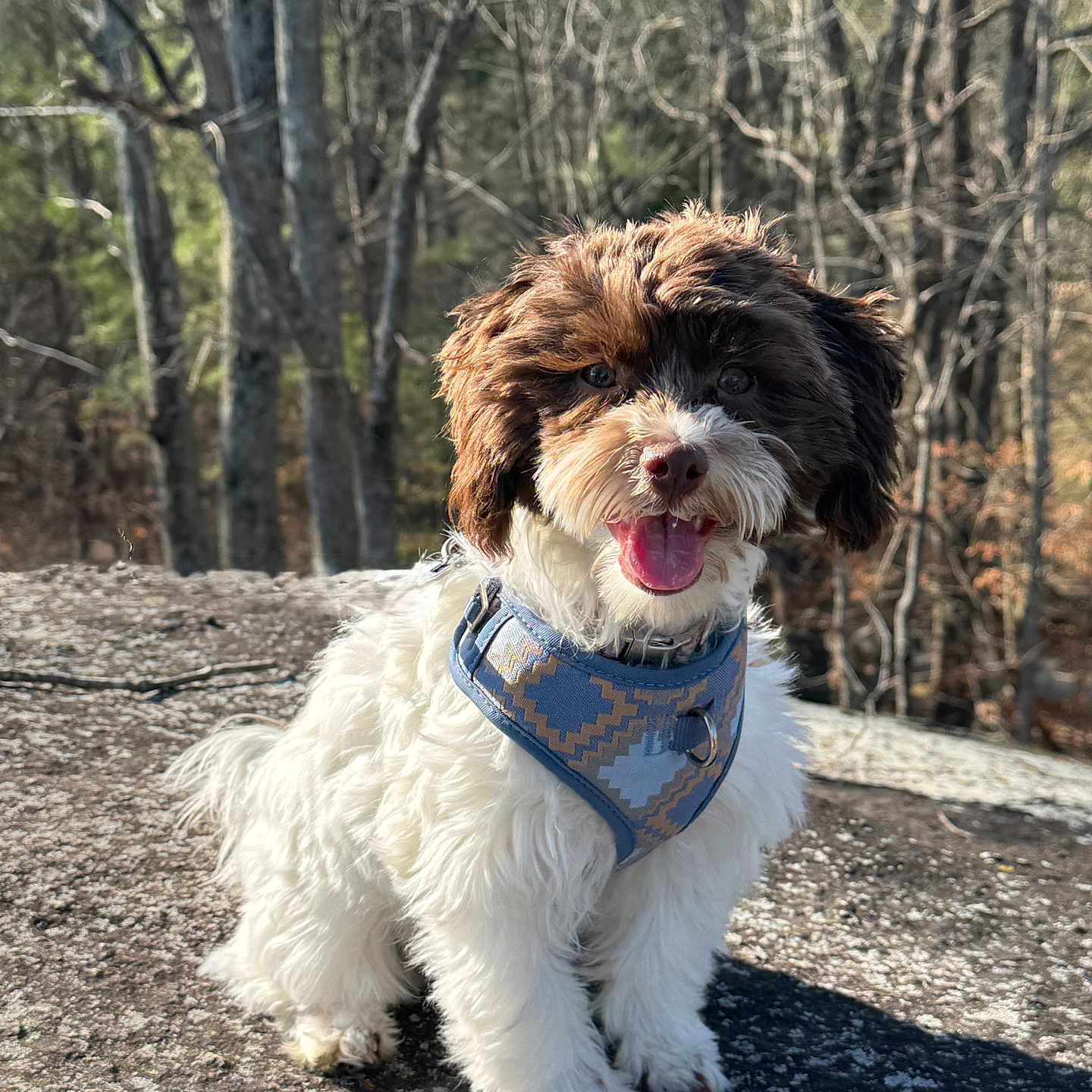 Phoenix joined the competition — help win amazing prizes! accessories, animal, bandana, canine, collar, dog, headband, land, leash, nature, outdoors, pet, plant, poodle, puppy, soil, strap, terrier, tree, vegetation