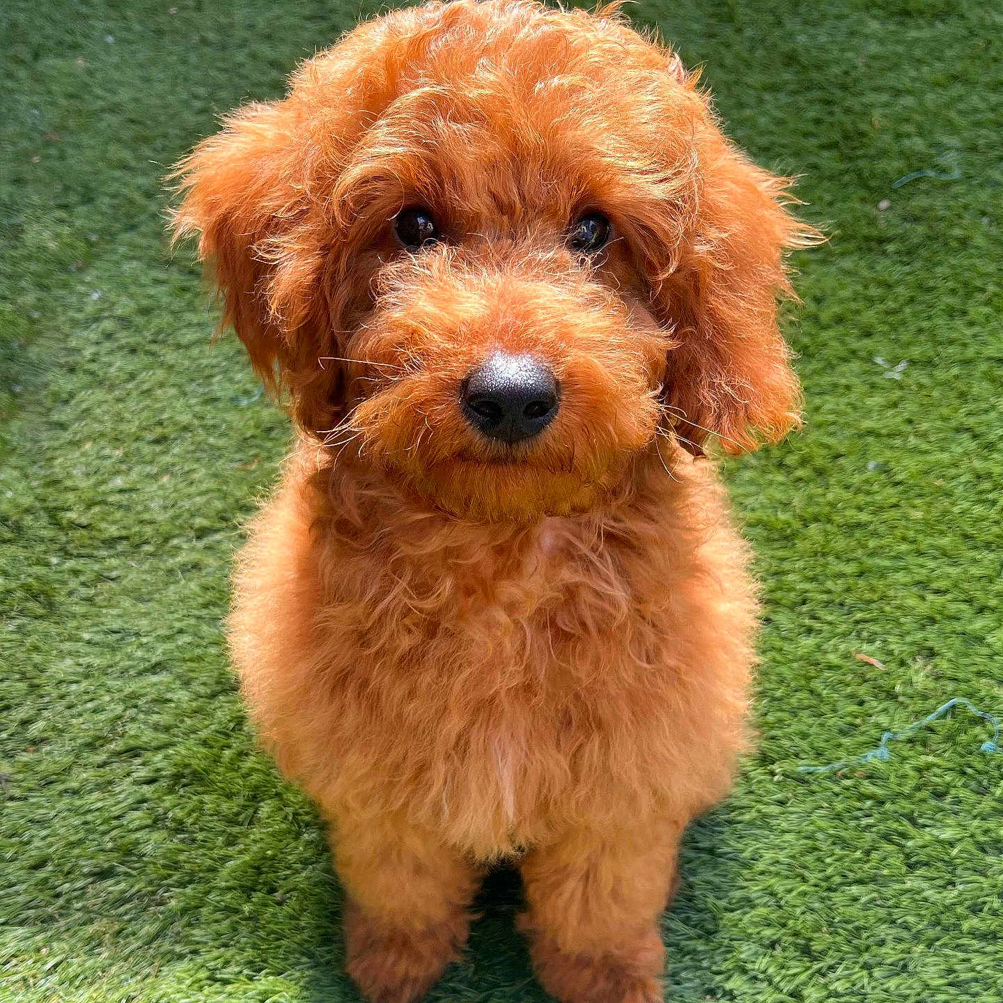 Buddy is registered to the contest to win money with this photo: airedale, animal, canine, cockerspaniel, dog, goldenretriever, grass, lawn, pet, plant, poodle, puppy, terrier, whitedog