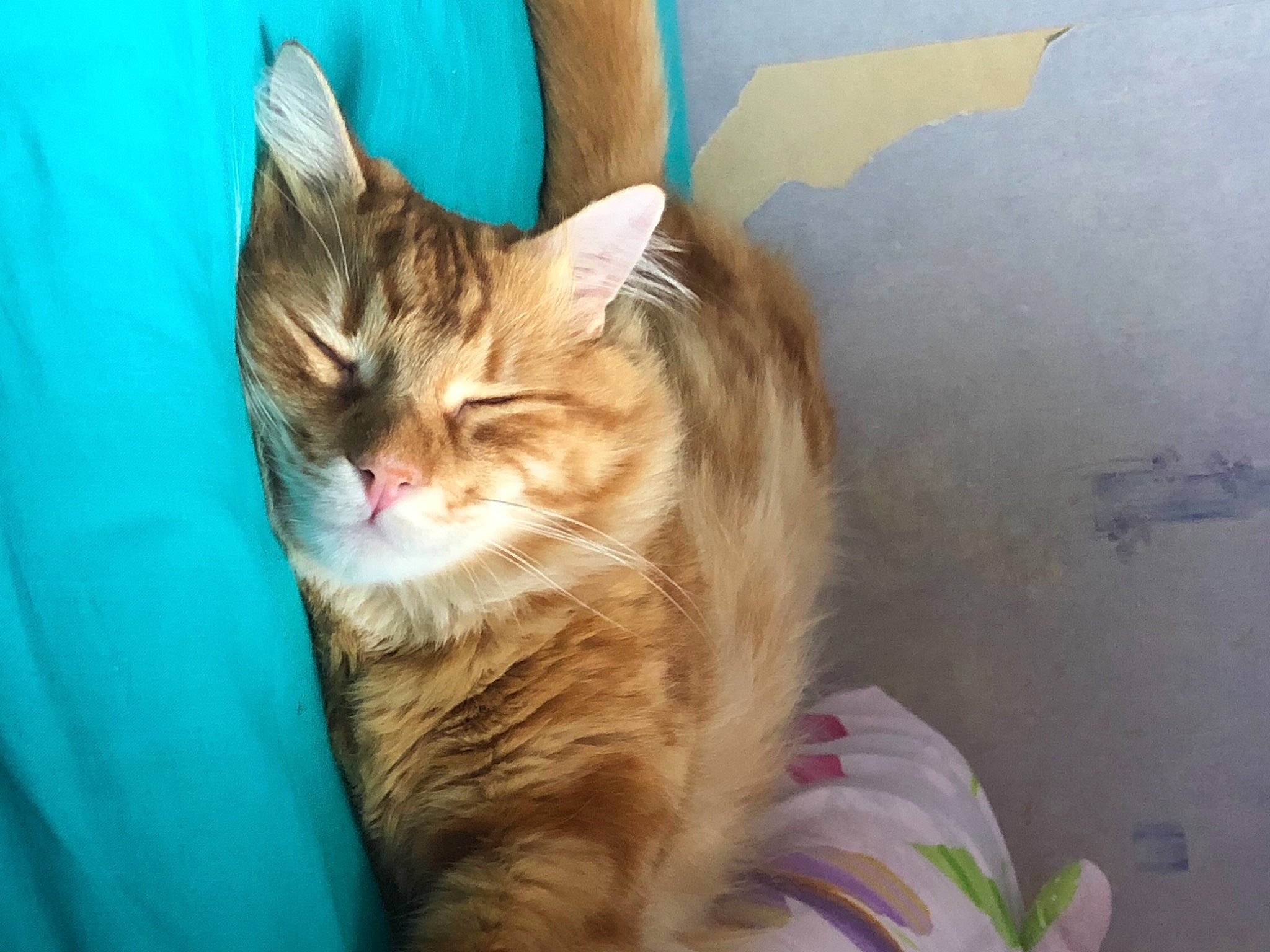 Caramel a rejoint le concours — aidez-le/la à gagner de superbes lots ! blue, carnivore, cat, claw, comfort, domestic_short_haired_cat, electric_blue, fawn, felidae, fur, grass, paw, sitting, small_to_medium_sized_cats, snout, tail, whiskers, window