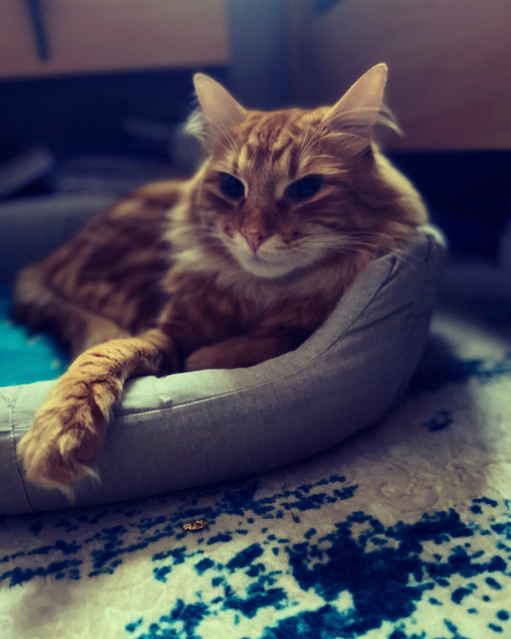 Caramel a rejoint le concours — aidez-le/la à gagner de superbes lots ! carnivore, cat, comfort, eye, felidae, flooring, grey, hair, head, human_body, jaw, leg, paw, plant, small_to_medium_sized_cats, snout, tail, tree, whiskers, window