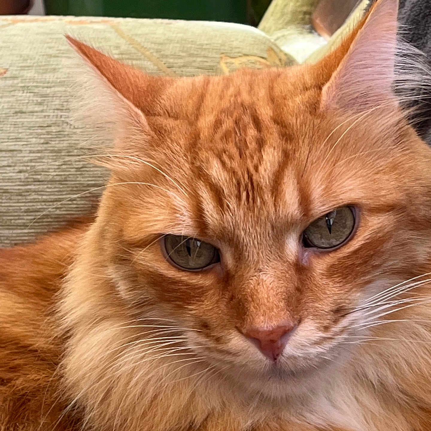 Caramel is registered to the contest to win money with this photo: animal, cat, close_up, cozy, cushion, ears, eyes, feline, flower_pot, fluffy, fur, ginger_cat, houseplant, indoor, long_hair, orange_cat, pet, portrait, serious_expression, whiskers