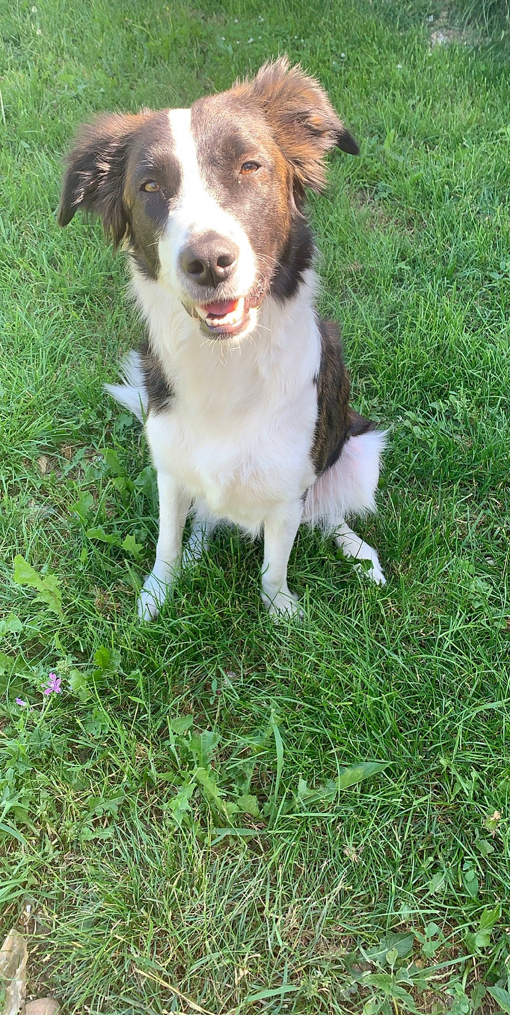 Djuna a rejoint le concours — aidez-le/la à gagner de superbes lots ! australian_collie, australian_shepherd, border_collie, canidae, carnivore, companion_dog, dog, dog_breed, english_shepherd, grass, herding_dog, mammal, sporting_group, vertebrate, welsh_sheepdog, working_dog