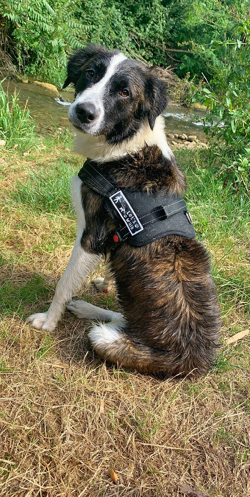 Djuna participe au concours pour gagner de l'argent avec cette photo : border_collie, canidae, carnivore, companion_dog, dog, dog_breed, english_shepherd, mammal, rare_breed_dog, snout, sporting_group, vertebrate, welsh_sheepdog