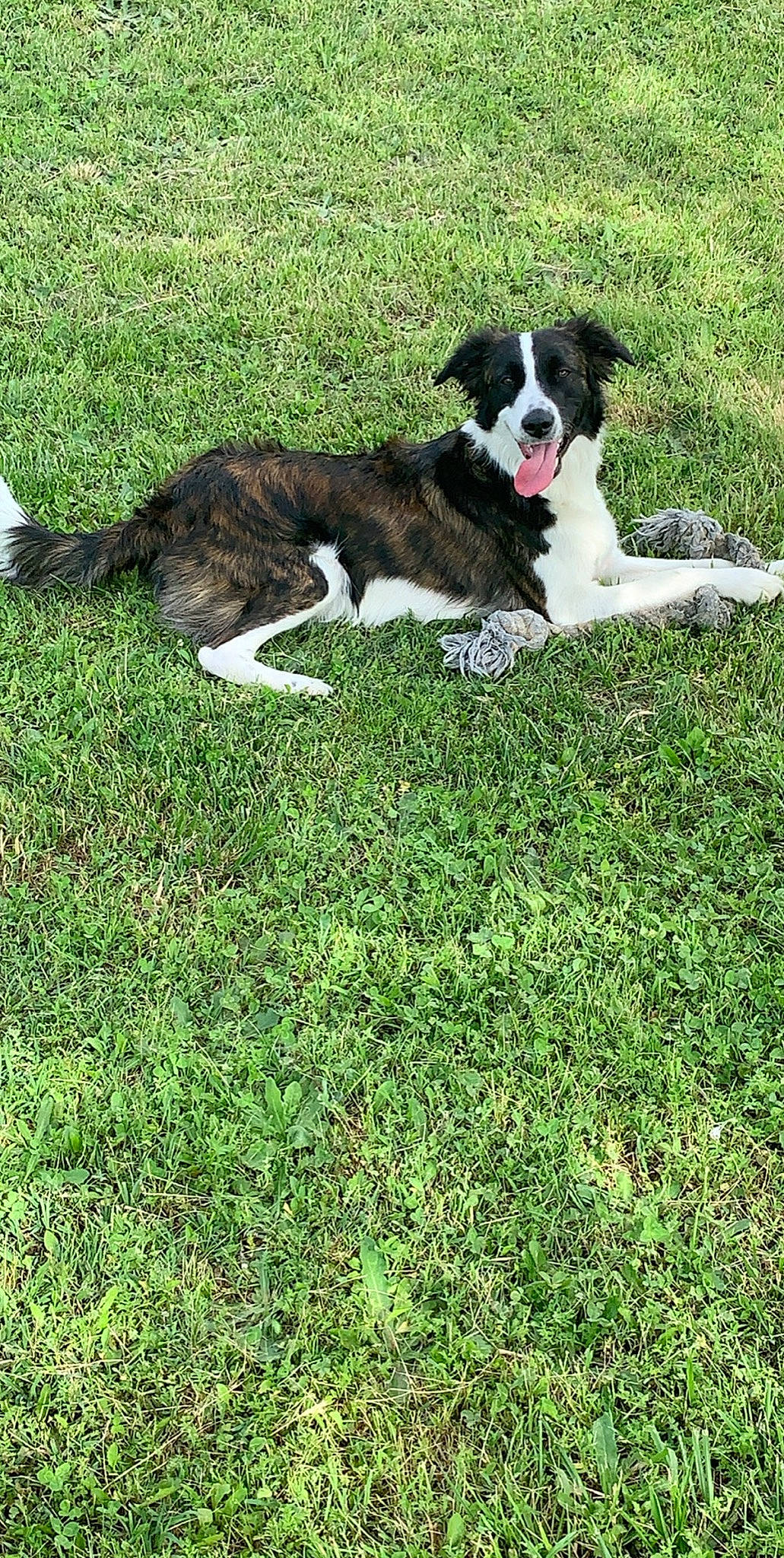 Djuna participe au concours pour gagner de l'argent avec cette photo : border_collie, canidae, carnivore, companion_dog, dog, dog_breed, english_shepherd, grass, herding_dog, mammal, plant, rafeiro_do_alentejo, sporting_group, stabyhoun, vertebrate, welsh_sheepdog