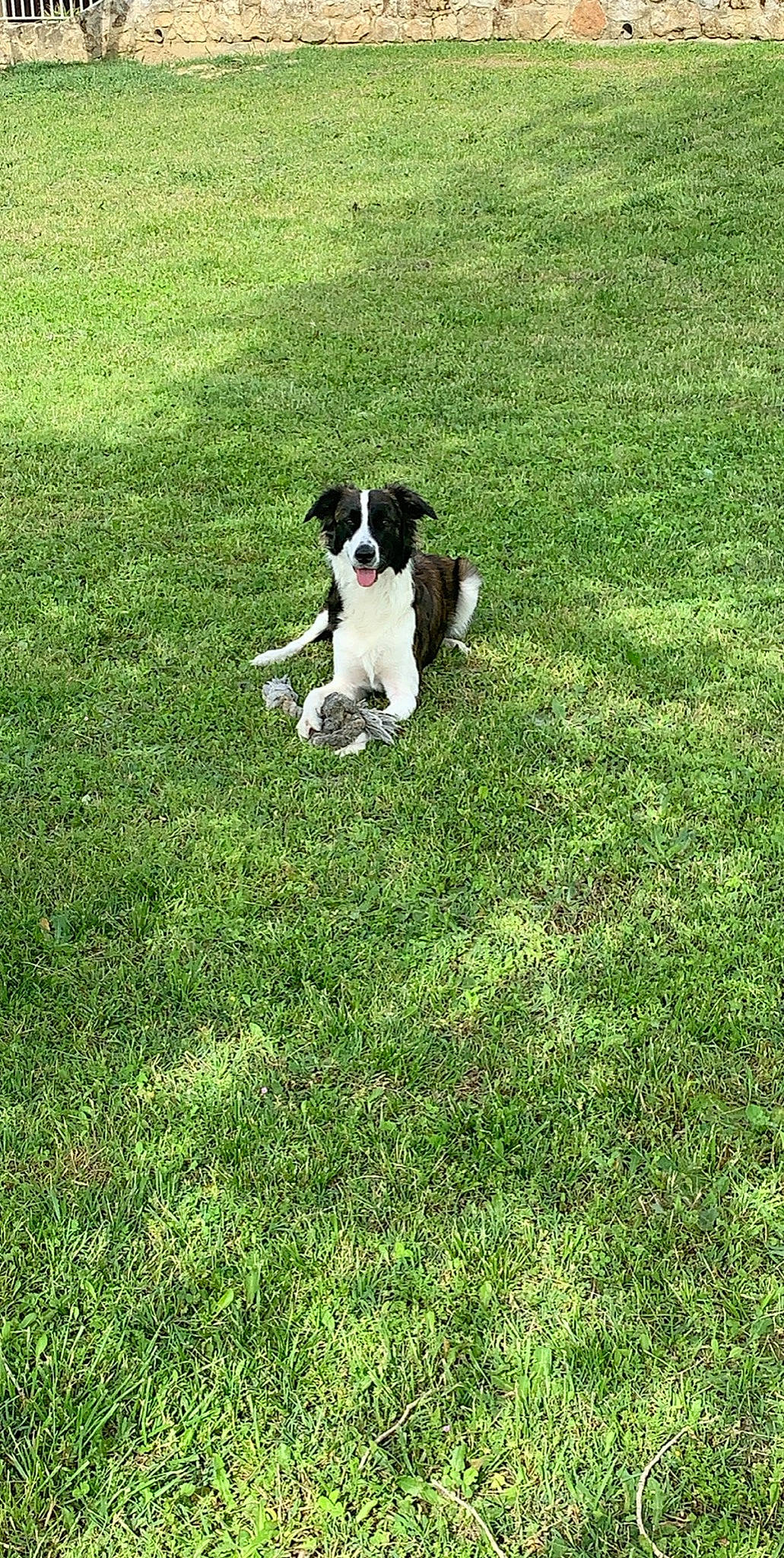 Djuna a rejoint le concours — aidez-le/la à gagner de superbes lots ! border_collie, canidae, carnivore, companion_dog, dog, dog_breed, english_springer_spaniel, grass, lawn, mammal, rare_breed_dog, sporting_group, vertebrate, working_dog