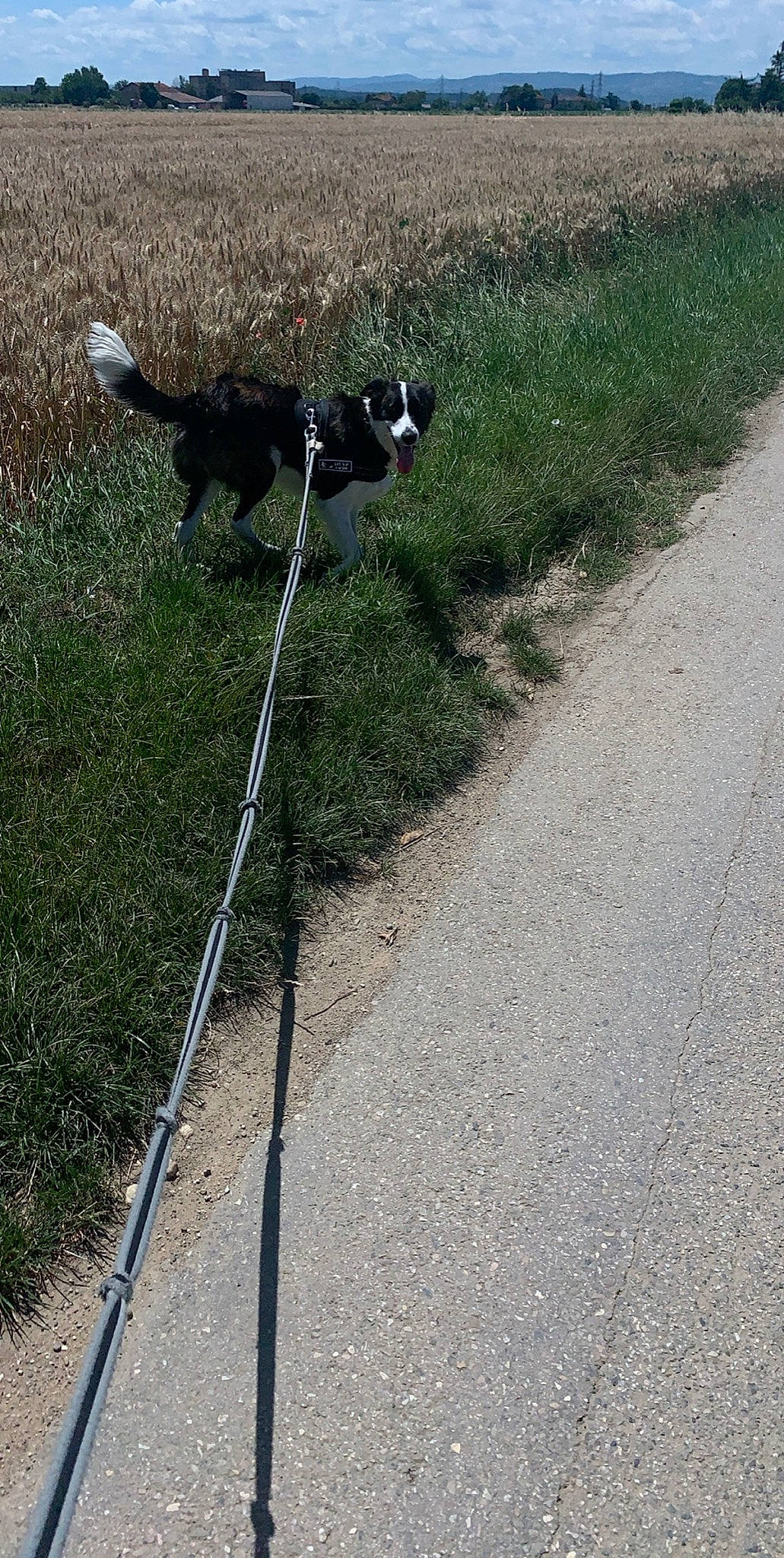 Djuna a rejoint le concours — aidez-le/la à gagner de superbes lots ! asphalt, border_collie, canidae, carnivore, cat, dog, dog_breed, dog_walking, felidae, grass, herding_dog, leash, road, road_surface, sidewalk, small_to_medium_sized_cats, sporting_group, tail, walking