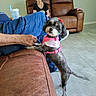 brown_furniture, casual_clothing, curious, cute, dog, hand, home, indoor, leather_chair, leather_couch, living_room, person, pet, pink_harness, relaxed, seated, small_dog, sunglasses, tile_floor, woman
