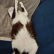 Topaze participe au concours pour gagner de l'argent avec cette photo : cat, fluffy, black_and_white, lying_down, stretching, paws, feline, pet, relaxed, indoor, couch, blanket, cozy, fur, whiskers, sleepy, resting, home, animal, cute