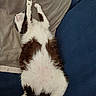 cat, fluffy, black_and_white, lying_down, stretching, paws, feline, pet, relaxed, indoor, couch, blanket, cozy, fur, whiskers, sleepy, resting, home, animal, cute