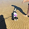 dog, beach, sand, water, shadow, person, barefoot, harness, leash, wet, small_dog, outdoor, sunny, ripples, summer, playful, animal, pet, walking, shallow_water