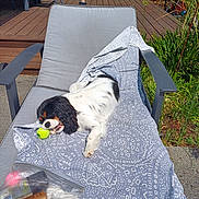 Ambre a rejoint le concours — aidez-le/la à gagner de superbes lots ! dog, cavalier_king_charles_spaniel, tennis_ball, blanket, lounge_chair, outdoor, sunny, garden, deck, greenery, pet, relaxing, chewing, summer, backyard, furniture, canine, playing, daylight, resting