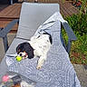 dog, cavalier_king_charles_spaniel, tennis_ball, blanket, lounge_chair, outdoor, sunny, garden, deck, greenery, pet, relaxing, chewing, summer, backyard, furniture, canine, playing, daylight, resting