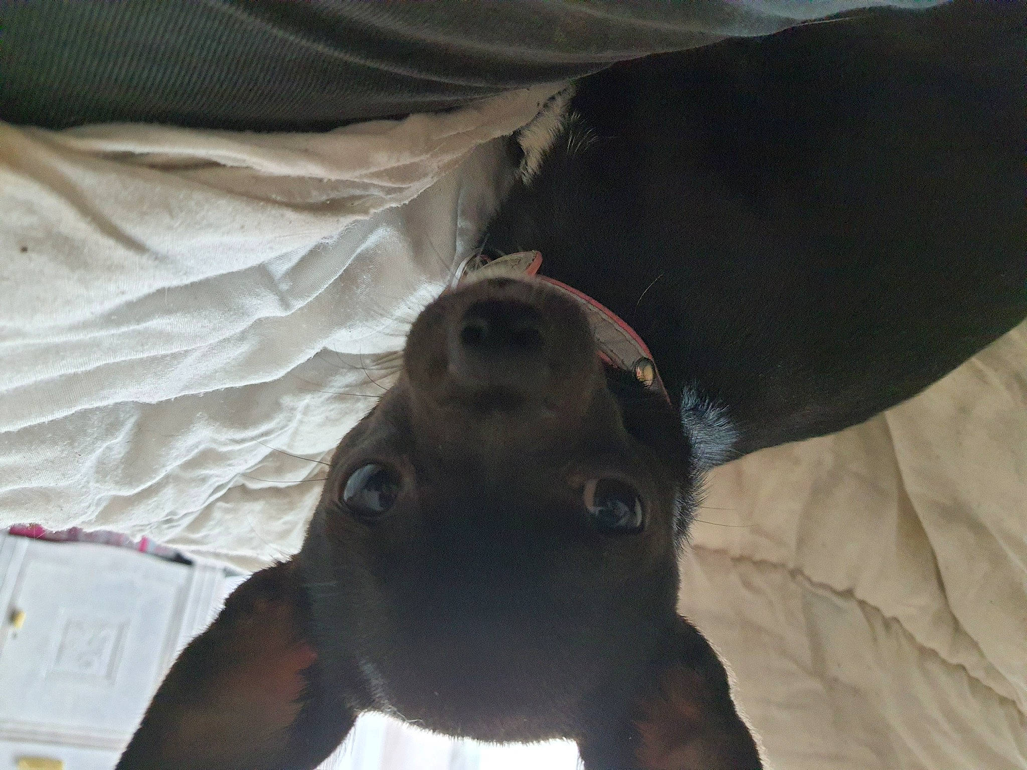 Precieuse Et Run participe au concours pour gagner de l'argent avec cette photo : canidae, carnivore, dog_breed, fawn, non_sporting_group, snout, sporting_group