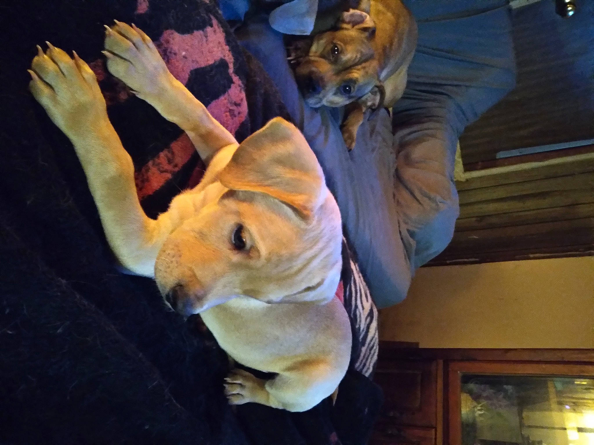 Taurus is registered to the contest to win money with this photo: art, canidae, carnivore, companion_dog, costume, dog, dog_breed, dog_clothes, entertainment, event, fawn, felidae, fun, fur, hat, performance_art, personal_protective_equipment, snout, sporting_group, wrinkle