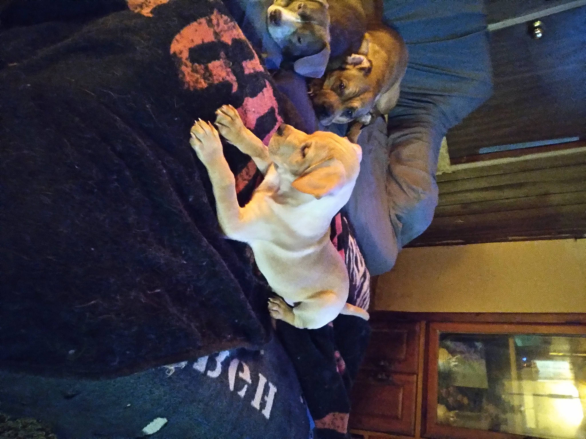 Taurus joined the competition — help win amazing prizes! costume, entertainment, event, flash_photography, font, fun, fur, guitar, hat, music, musical_instrument, musician, performance_art, performing_arts, public_event, room, sportswear, t_shirt, toy