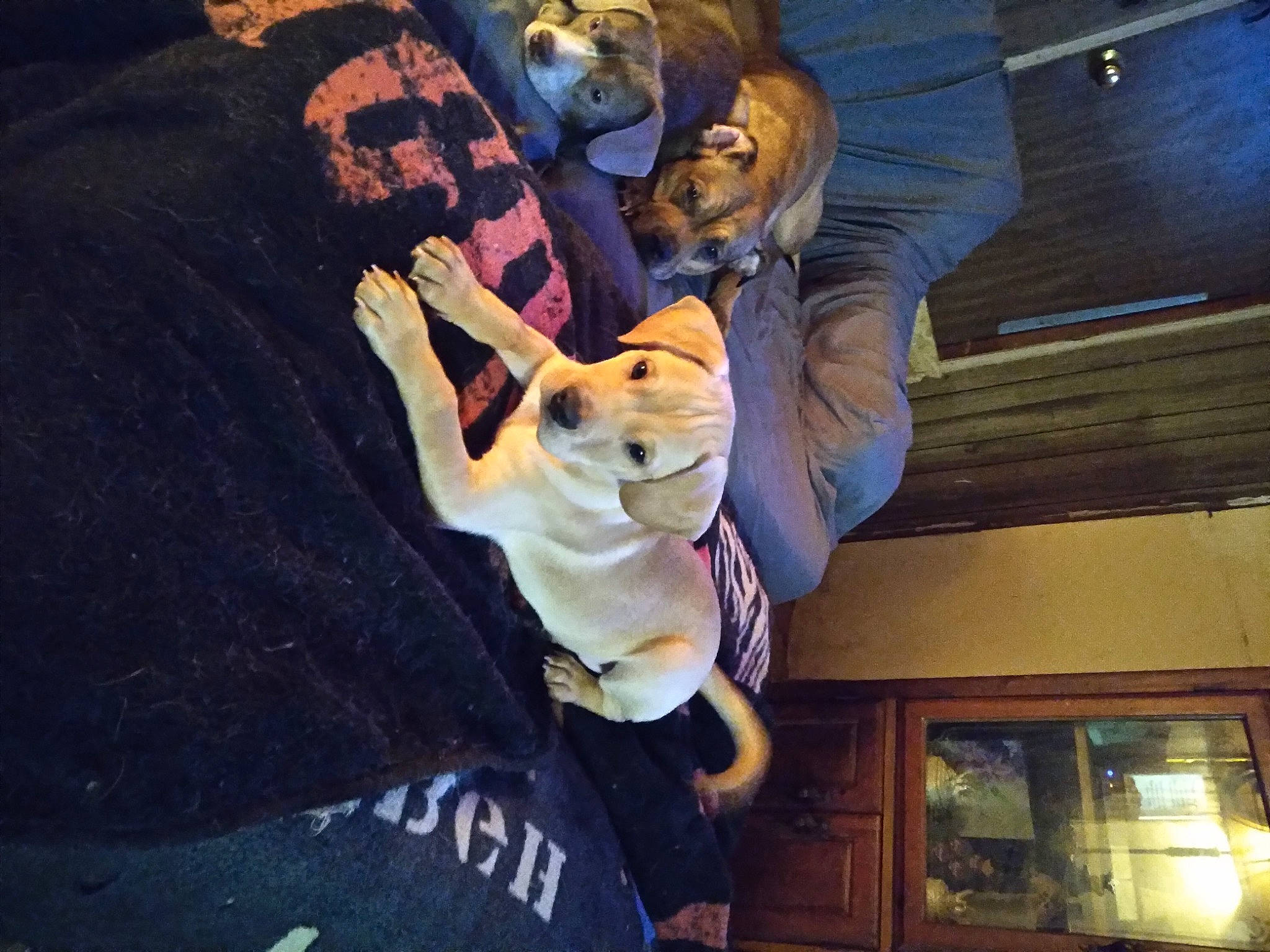 Taurus is registered to the contest to win money with this photo: costume, entertainment, felidae, font, fun, fur, guitar, hat, mascot, music, musical_instrument, musician, performance, performing_arts, plucked_string_instruments, public_event, string_instrument, toy, uniform, wood