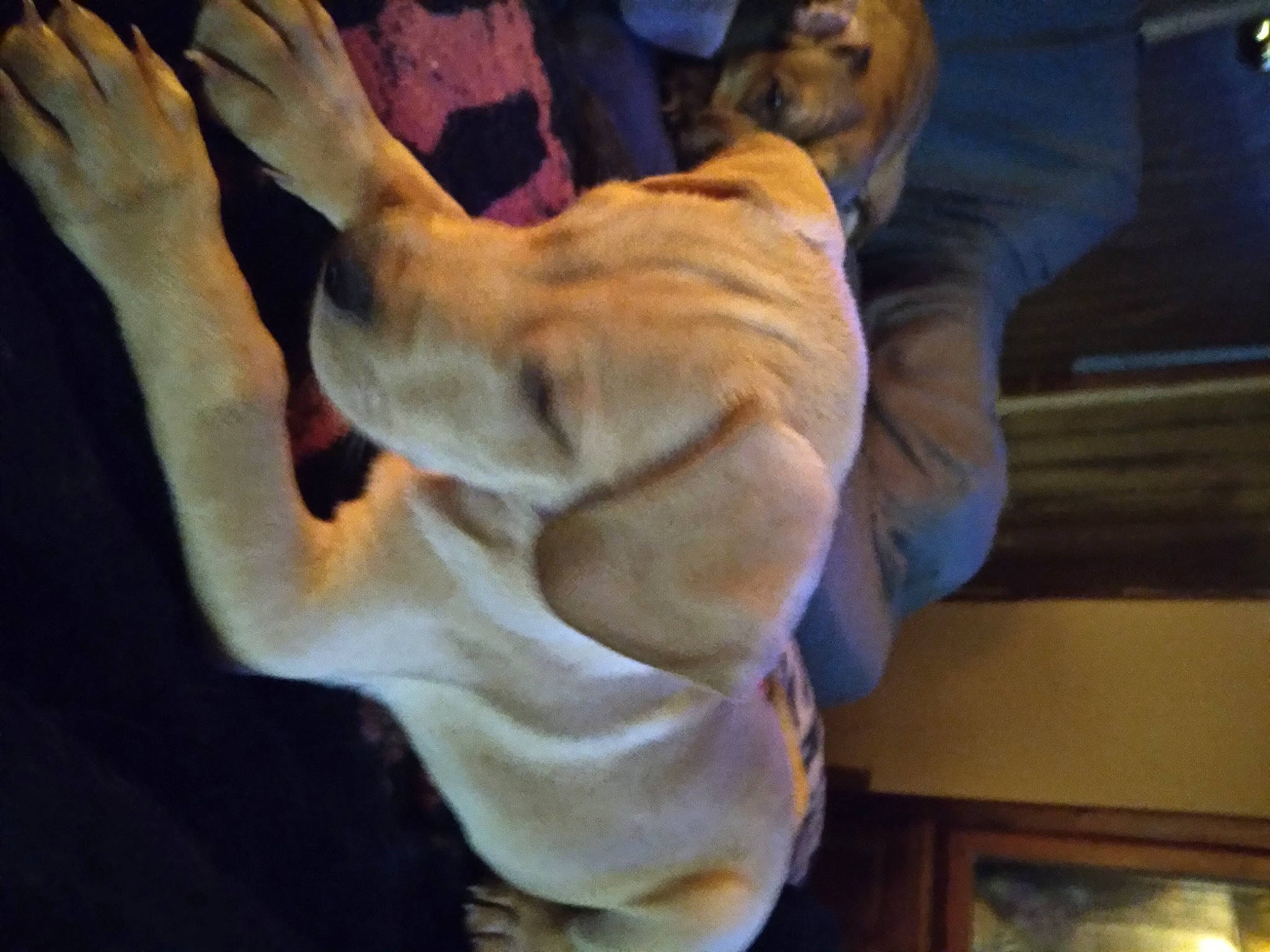 Taurus is registered to the contest to win money with this photo: carnivore, comfort, companion_dog, dog, dog_breed, fawn, felidae, fur, gesture, guard_dog, hardwood, nap, non_sporting_group, paw, puppy, sporting_group, tail, whiskers, wood, wrinkle