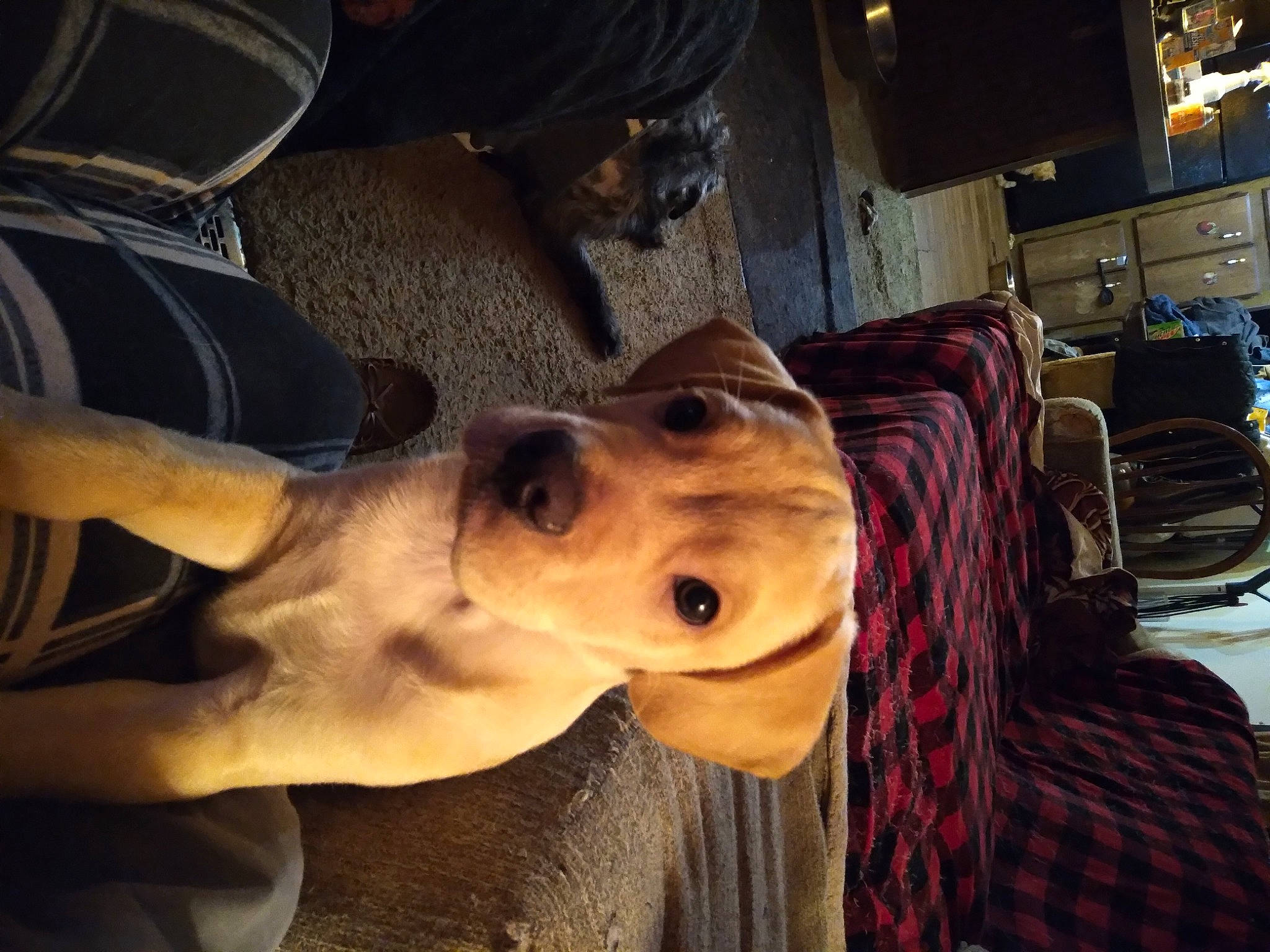 Taurus joined the competition — help win amazing prizes! art, carnivore, companion_dog, dog, dog_breed, ear, eyewear, fawn, fun, fur, horse_tack, jaw, metal, pack_animal, personal_protective_equipment, selfie, smile, snout, whiskers, working_animal