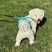 Moon joined the competition — help win amazing prizes! animal, canine, curly_fur, cute, dog, fluffy, grass, happy, harness, leash, nature, outdoor, pet, playful, small_dog, summer, sunlight, tongue_out, walking, white_dog