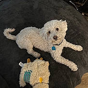 Moon is registered to the contest to win money with this photo: dog, white_dog, plush_toy, stuffed_animal, curly_fur, pet, indoor, soft_surface, black_blanket, wooden_floor, collar, tag, cute, relaxed, toy, animal, companion, looking_up, laying_down, playful