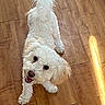 Moon joined the competition — help win amazing prizes! dog, white_dog, curly_fur, pet, floor, wooden_floor, small_dog, happy, looking_up, indoor, sunlight, tail, fluffy, canine, playful, companion, animal, cute, friendly, domestic