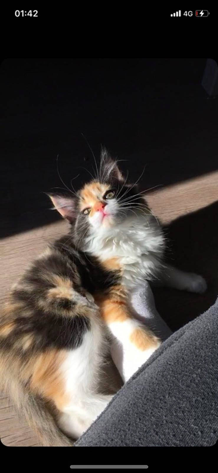 Minouche a rejoint le concours — aidez-le/la à gagner de superbes lots ! carnivore, cat, claw, domestic_short_haired_cat, felidae, foot, fur, grass, paw, plant, small_to_medium_sized_cats, snout, tail, terrestrial_animal, whiskers