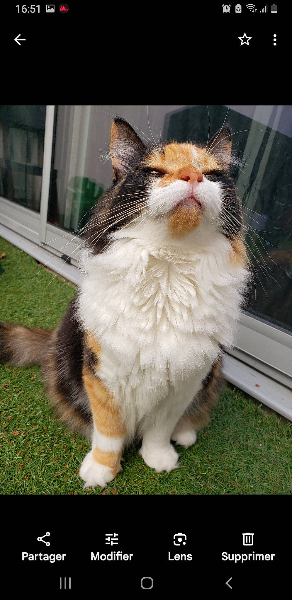 Minouche participe au concours pour gagner de l'argent avec cette photo : carnivore, cat, claw, domestic_short_haired_cat, felidae, fur, grass, paw, plant, sitting, small_to_medium_sized_cats, snout, tail, terrestrial_animal, whiskers, window