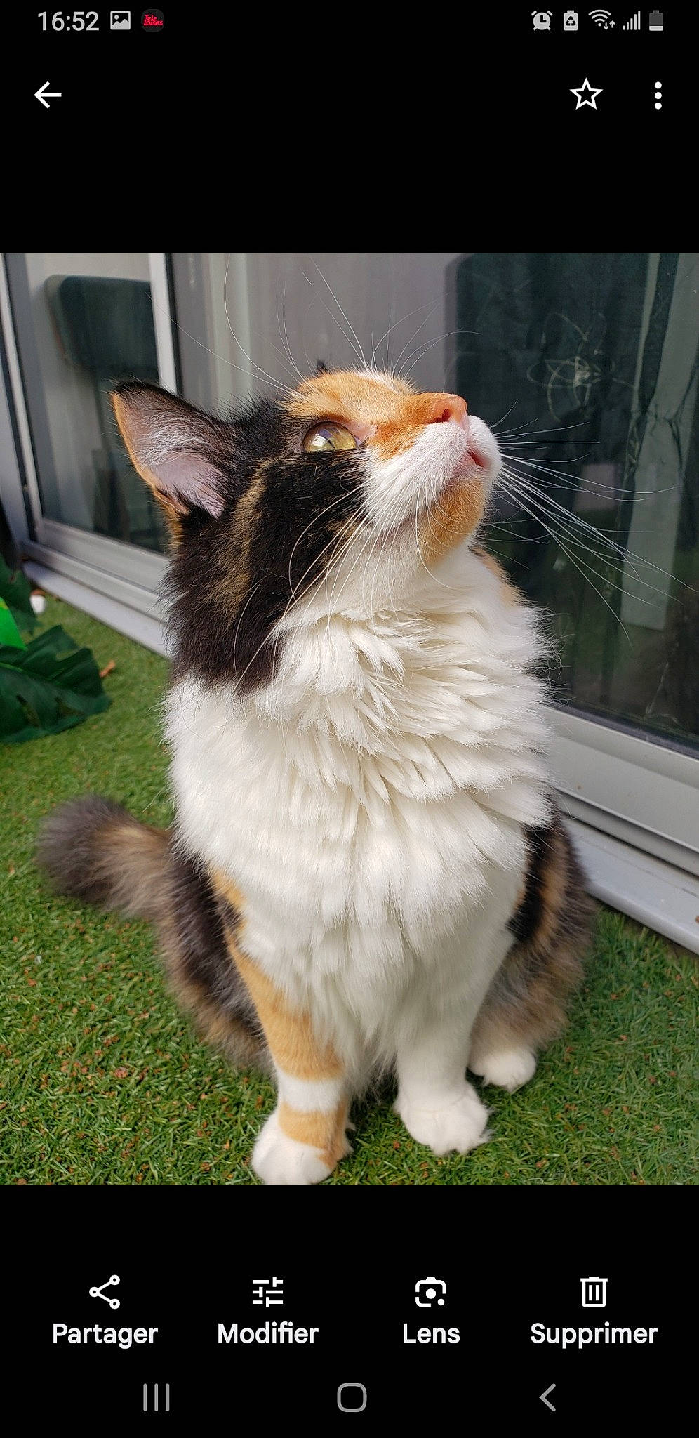 Minouche participe au concours pour gagner de l'argent avec cette photo : carnivore, cat, claw, companion_dog, domestic_short_haired_cat, eye, fawn, felidae, fur, grass, paw, sitting, small_to_medium_sized_cats, snout, tail, terrestrial_animal, whiskers, window