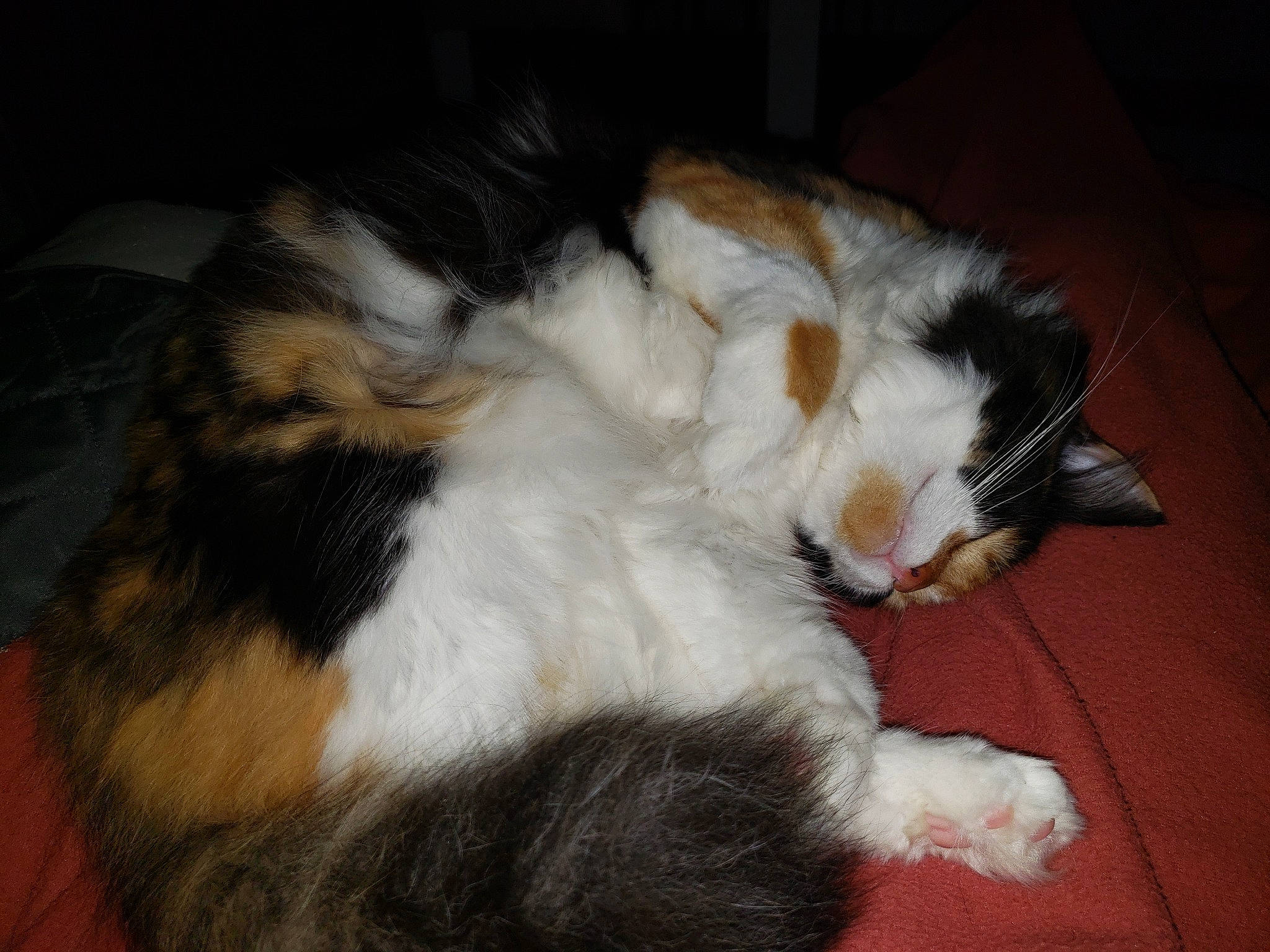 Minouche a rejoint le concours — aidez-le/la à gagner de superbes lots ! carnivore, cat, claw, comfort, companion_dog, dog_breed, domestic_short_haired_cat, felidae, flooring, foot, fur, hardwood, lap, nap, paw, sleep, small_to_medium_sized_cats, tail, terrestrial_animal, whiskers