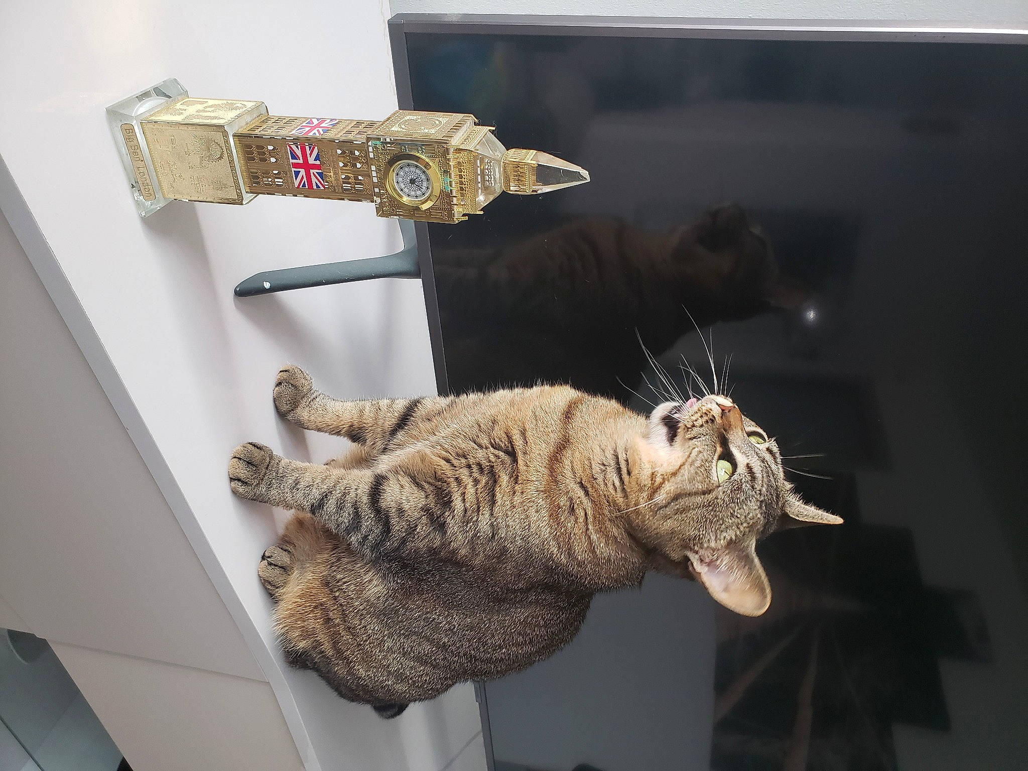 Nini participe au concours pour gagner de l'argent avec cette photo : carnivore, cat, claw, domestic_short_haired_cat, felidae, fur, natural_material, room, shelf, small_to_medium_sized_cats, tail, thread, twig, whiskers, wood