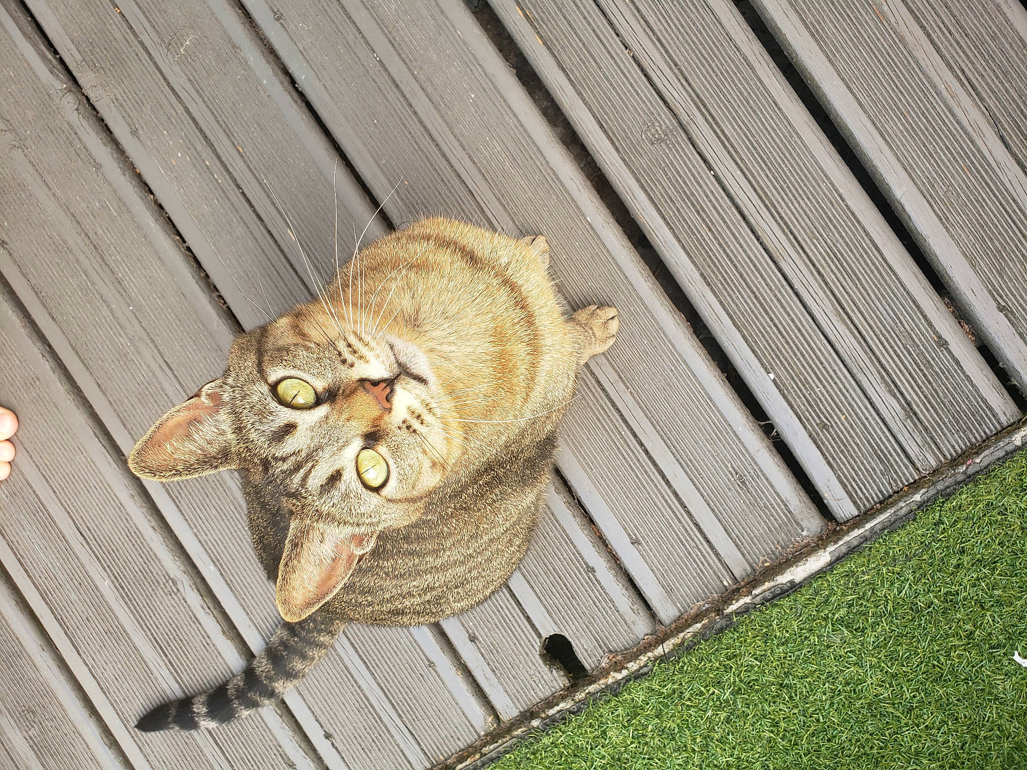 Nini participe au concours pour gagner de l'argent avec cette photo : basket, carnivore, cat, comfort, domestic_short_haired_cat, eye, fawn, felidae, fur, grass, metal, outdoor_furniture, small_to_medium_sized_cats, snout, tail, terrestrial_animal, whiskers, wicker, wildlife, wood