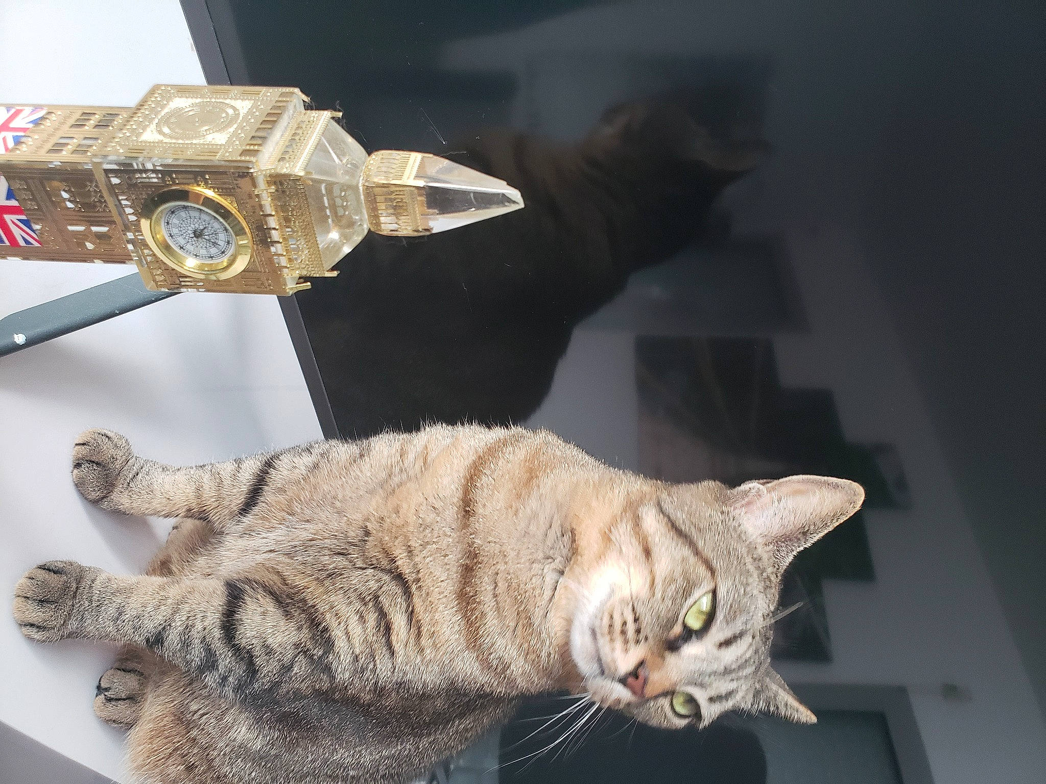 Nini participe au concours pour gagner de l'argent avec cette photo : carnivore, cat, claw, domestic_short_haired_cat, fashion_accessory, fawn, felidae, fur, machine, metal, paw, photo_caption, small_to_medium_sized_cats, snout, tail, thread, toy, whiskers, window, wood